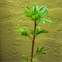 California buckeye