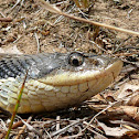 Eastern hognose snake