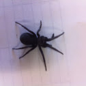 Southern house spider