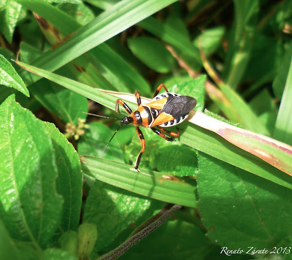 Bee Killer Assassin Bug Project Noah