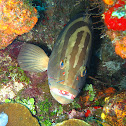 Nassau Grouper