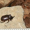 European rhinoceros beetle