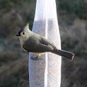 Tufted Titmouse
