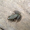 Bronze frog