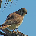 American Kestral