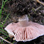 Portobello Mushroom