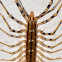 House Centipede