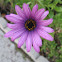 Cape Daisy