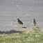Green Heron