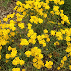 Golden yarrow