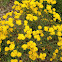 Golden yarrow