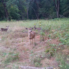 Mule deer
