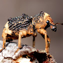 Black-brown Weevil