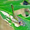 Snout Planthopper