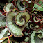 Begonia