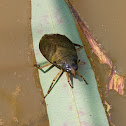 Giant Water Bug