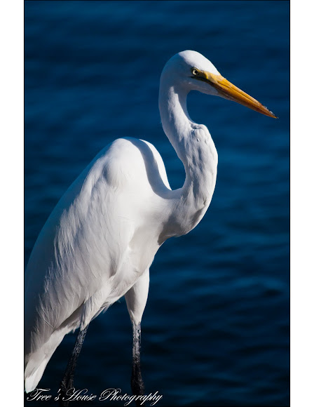 Spotting Image 1