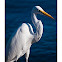 Great White Egret