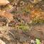 Smooth-Skinned Toad