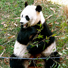 Giant Panda