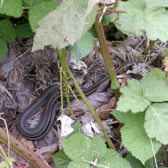 Spotting Image 1