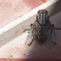 Mosca
