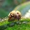 Ashy Gray Lady Beetle