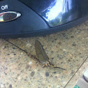 Mayfly
