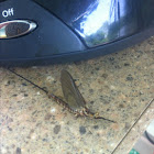 Mayfly