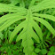 Sensitive Fern