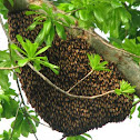 honey bee