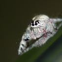 Heavy Jumper