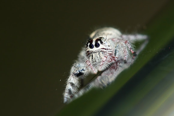 Spotting Image 1