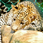 Leopard