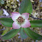 Bunchberry