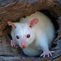 Brushtail Possum