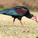 Southern Bald Ibis