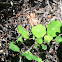 Nasturtium