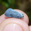 Flatid tree hopper