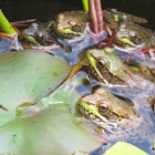 Frogs