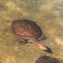 Florida Soft Shell turtles