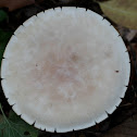 mushroom
