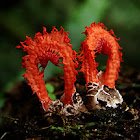 Laternea Stinkhorn
