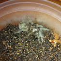Honduran curly hair tarantula