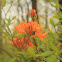 Flame Azalea