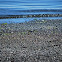 Spotted Sandpiper, nonbreeding