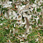 white winged dove's feathers