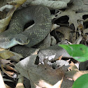 Hog Nosed Snake