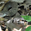 Hog Nosed Snake