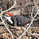 Pileated Woodpecker